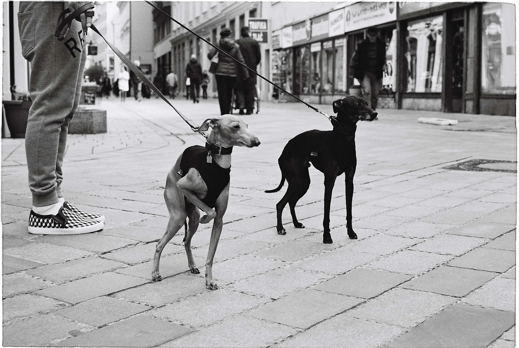 Čiernobiela ukážková fotografia nafotená na film Ilford XP2 Super 400