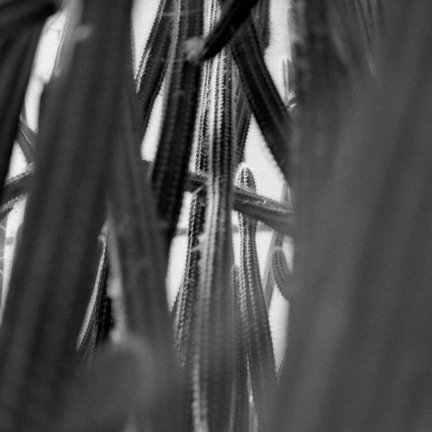 Kaktus v Palerme odfotený na film Fomapan 400 Action