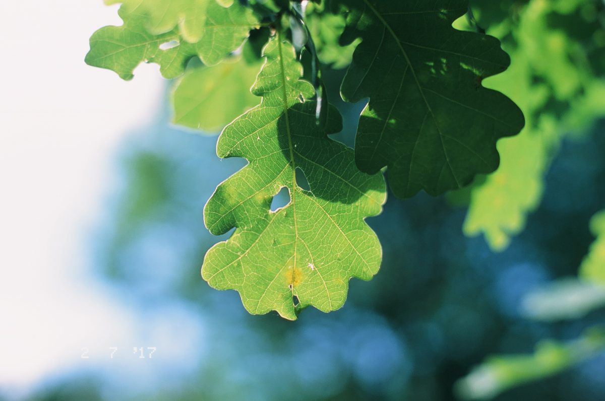 fuji provia diapozitivny film