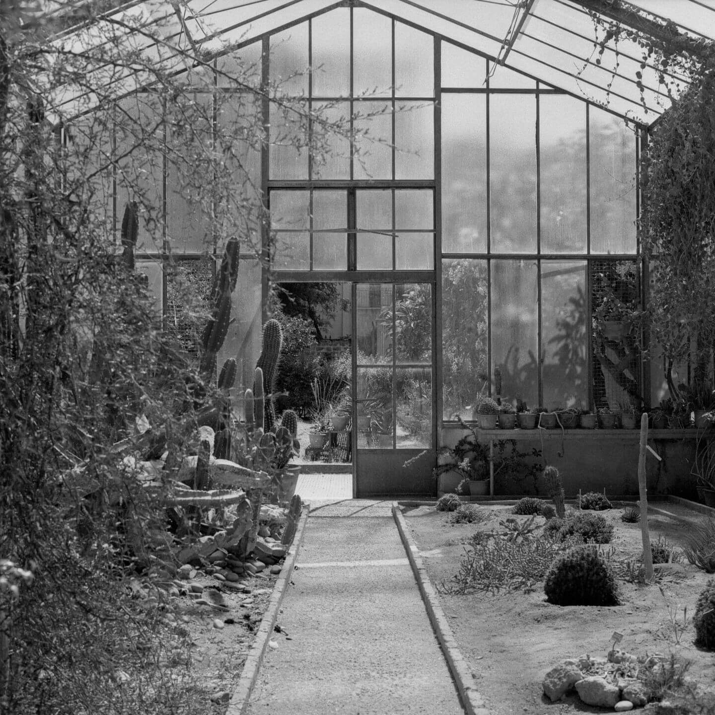 Fotografia botanickej záhrady v Palerme, odfotená na film Fomapan 400 Action