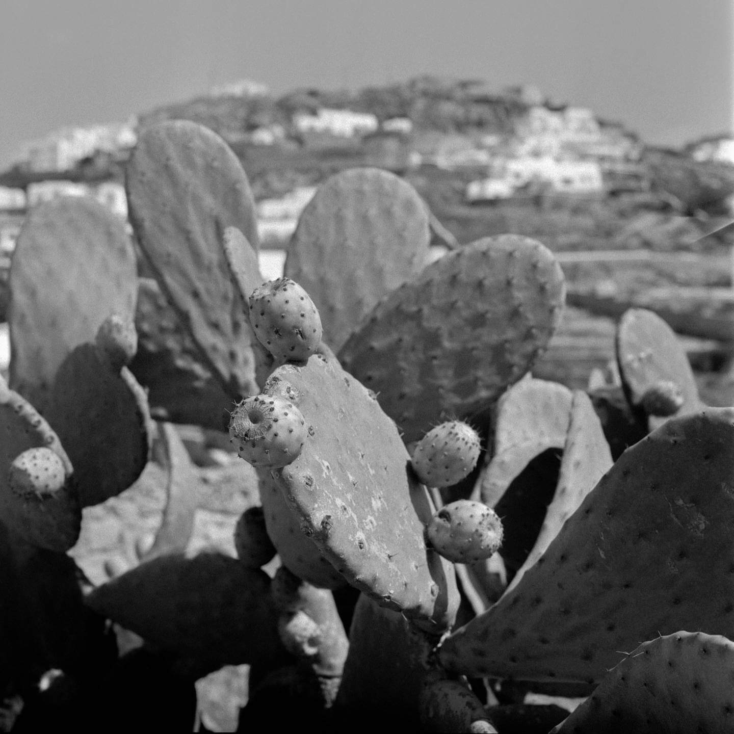 Opuncie, kaktusy, fotené na Fomapan 400 Action